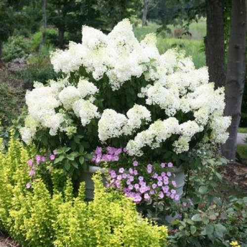 Hydrangea, Panicle 'Bobo'