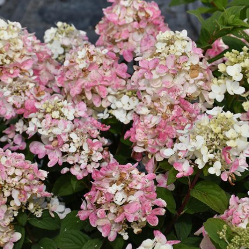 Hydrangea, Panicle 'Fire Light Tidbit'