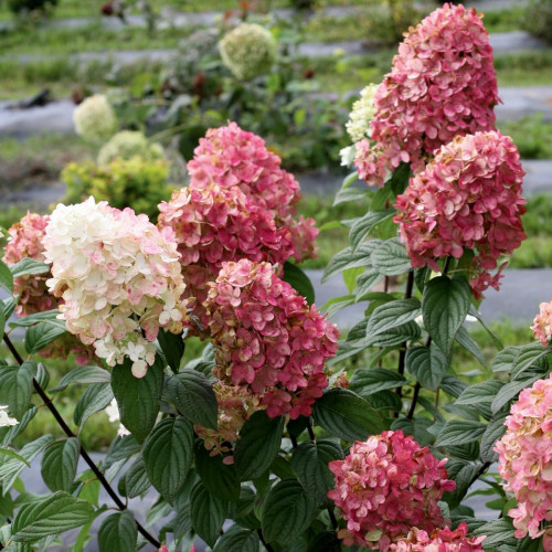 Hydrangea, Panicle 'Fire Light'