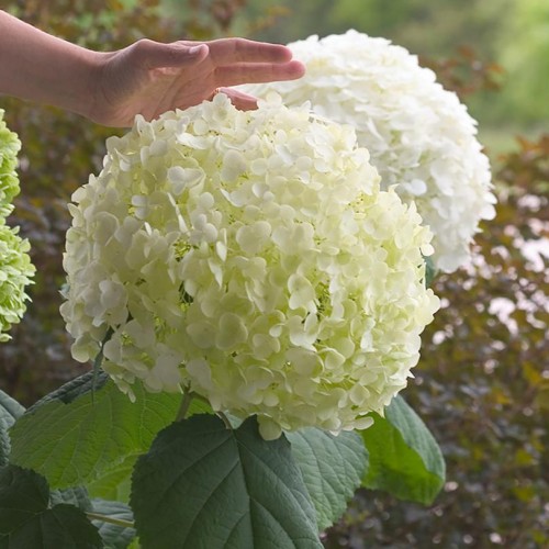 Hydrangea, Smooth 'Incrediball'