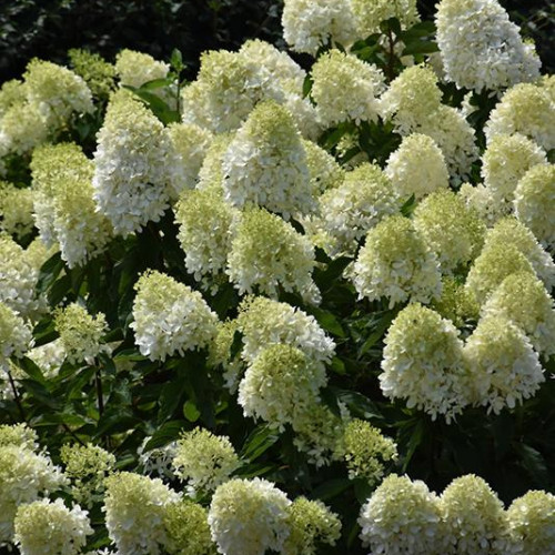 Hydrangea, Panicle 'Limelight Prime'