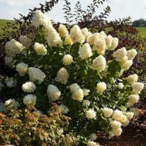 Hydrangea 'Limelight'