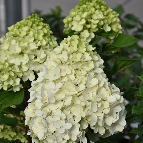 Hydrangea, Panicle 'Little Lime Punch'