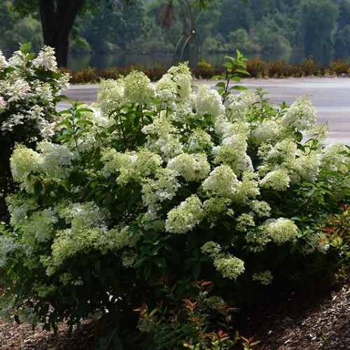 Hydrangea, Panicle 'Little Lime'