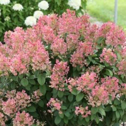 Hydrangea, Panicle 'Little Quick Fire'