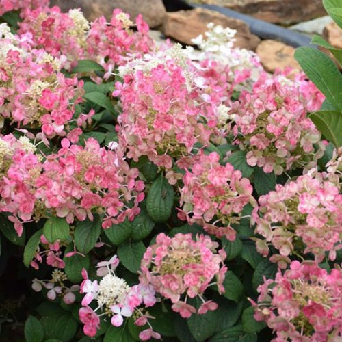 Hydrangea, Panicle 'Little Quick Fire' | Deciduous Shrubs | Shrubs ...
