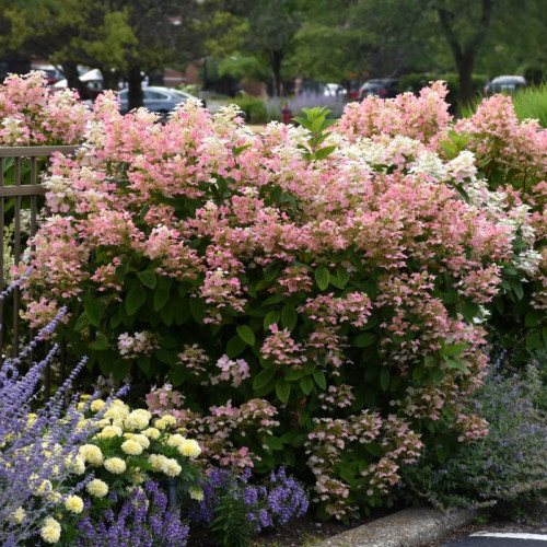 Hydrangea, Panicle 'Quick Fire'