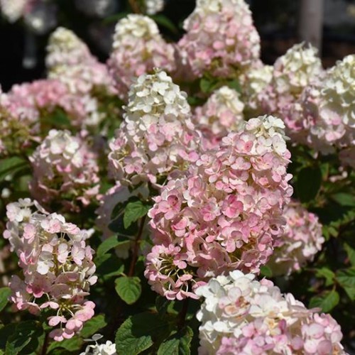 Hydrangea, Panicle 'Strawberry Sundae'
