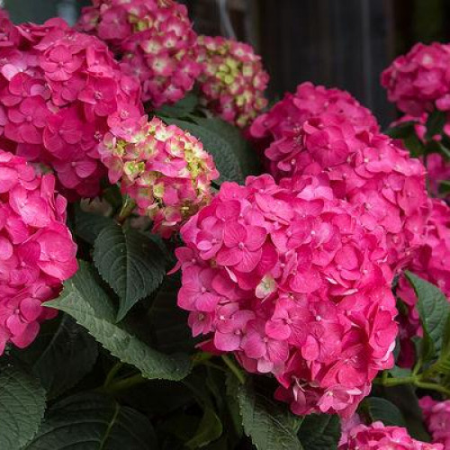 Hydrangea, Big Leaf 'Summer Crush'