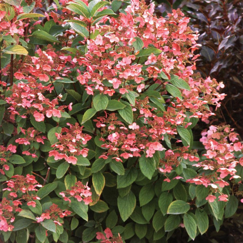 Hydrangea Tree 'Quick Fire' Hydrangea Tree 'Quick Fire'