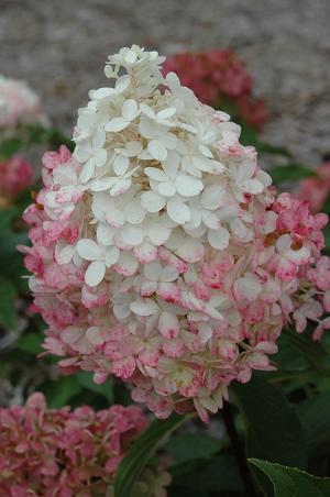 Hydrangea, Panicle 'Vanilla Strawberry'