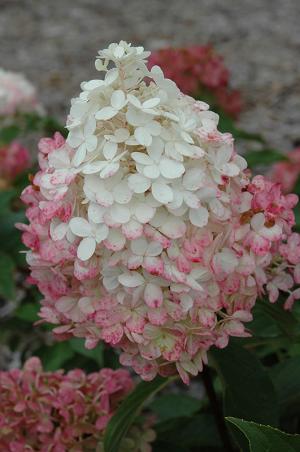 Hydrangea 'Vanilla Strawberry'