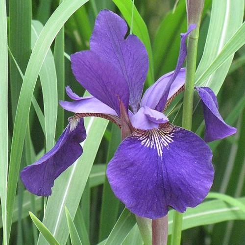 Iris 'Caesar's Brother'