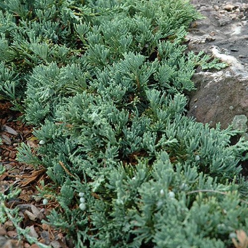 Juniper 'Blue Rug'