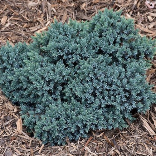 Juniper 'Blue Star'