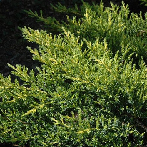 Juniper 'Daub's Frosted' Evergreen Shrubs Shrubs Plants & Flowers