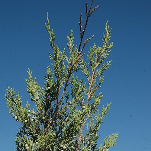 Juniper 'Hetzii Columnaris' Juniper 'Hetzii Columnaris'