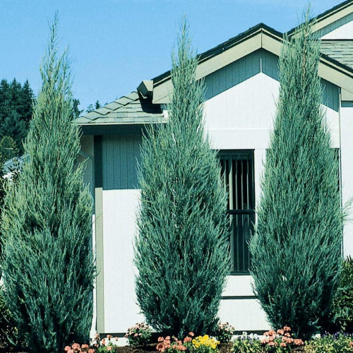 Juniper 'Sky Rocket' Juniper 'Sky Rocket'
