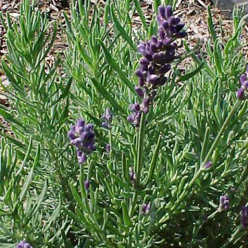 Lavender 'Hidcote' Lavender 'Hidcote'