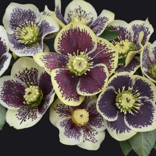 Lenten Rose 'Rio Carnival'