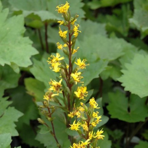 Ligularia 'Bottle Rocket' Ligularia 'Bottle Rocket'
