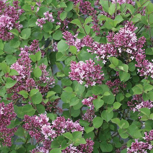 Lilac Tree 'Bloomerang'