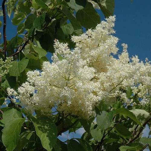 Lilac Tree 'Ivory Silk' Lilac Tree 'Ivory Silk'