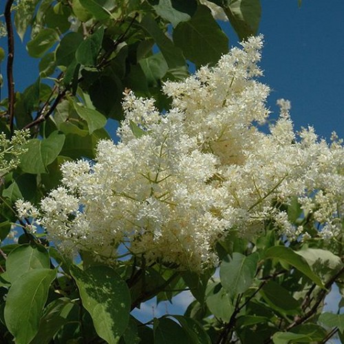 Lilac Tree 'Ivory Silk'