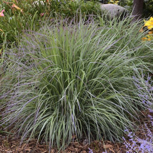 Little Bluestem 'Twilight Zone'