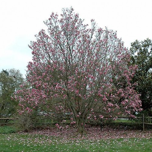 Magnolia 'Galaxy'