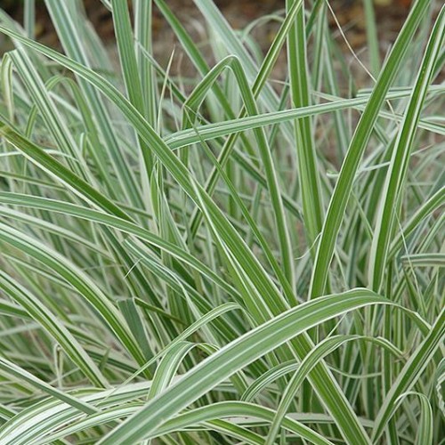 Maiden Grass 'Rigoletto' Maiden Grass 'Rigoletto'