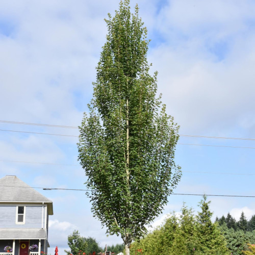 Maple 'Armstrong Gold'