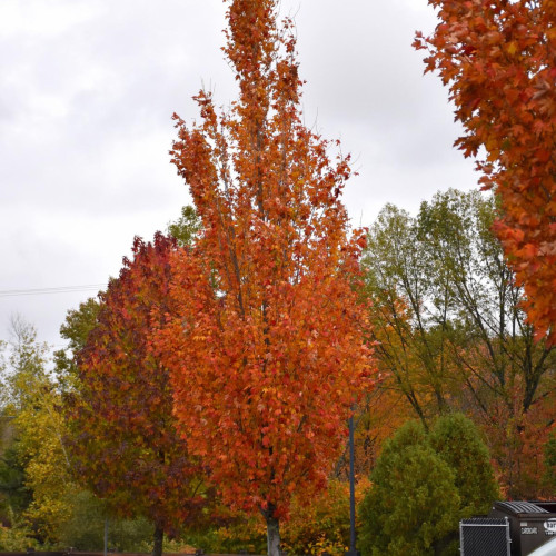 Maple 'Armstrong Gold' Shade Trees Trees Plants & Flowers