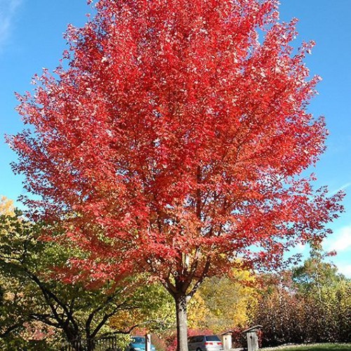 Maple, Freeman 'Autumn Blaze'