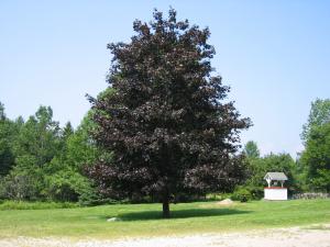 Maple, Norway 'Crimson King'