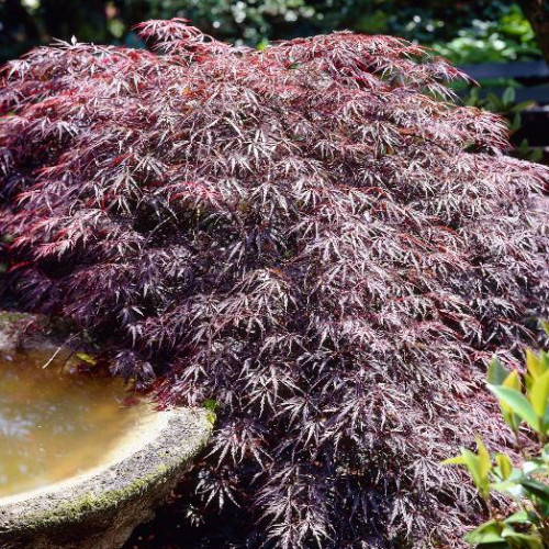 Maple, Japanese 'Tamukeyama'