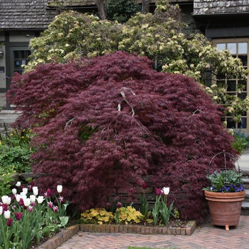 Maple, Japanese 'Tamukeyama'