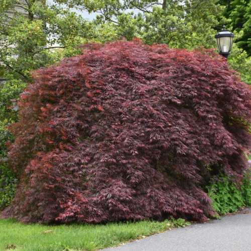 Maple, Japanese 'Tamukeyama'