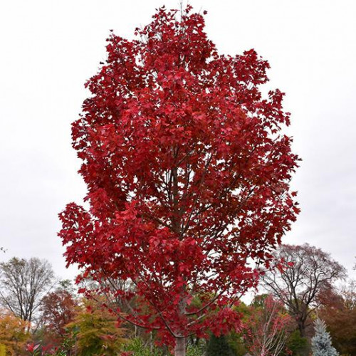 Maple, Red 'October Glory' 