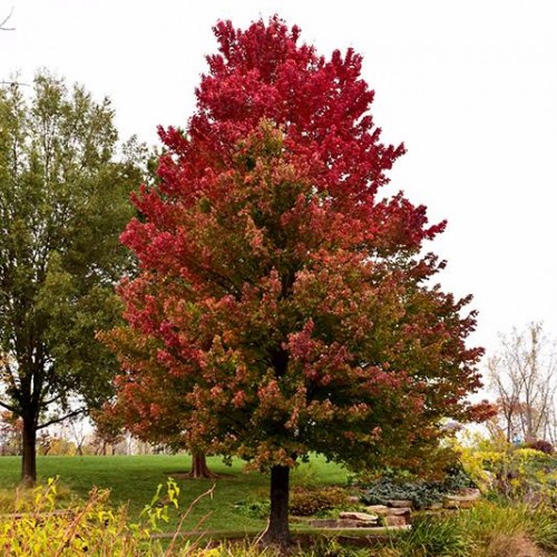 Maple, Red 'Red Sunset'