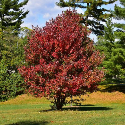 Maple, Red 'Redpointe'