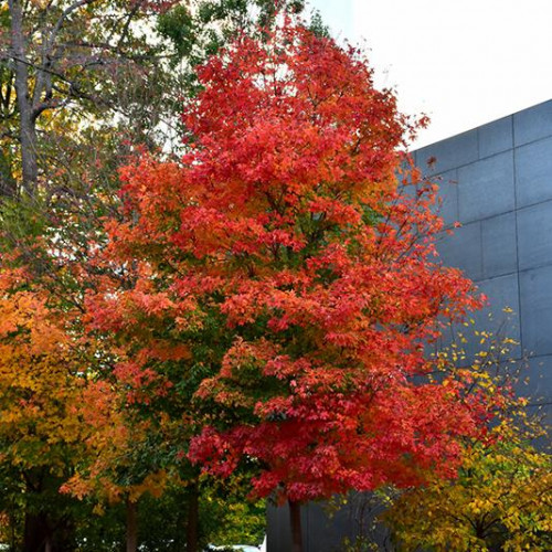 Maple, Sugar 'Fall Fiesta'