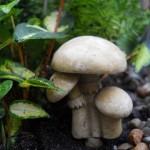 Mushrooms