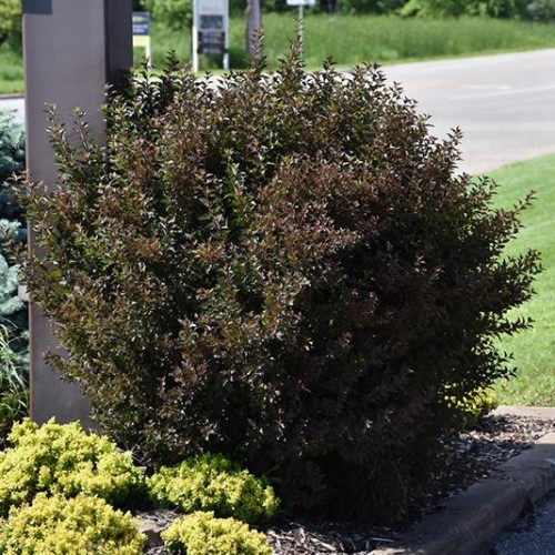 Ninebark 'Little Devil' Ninebark 'Little Devil'
