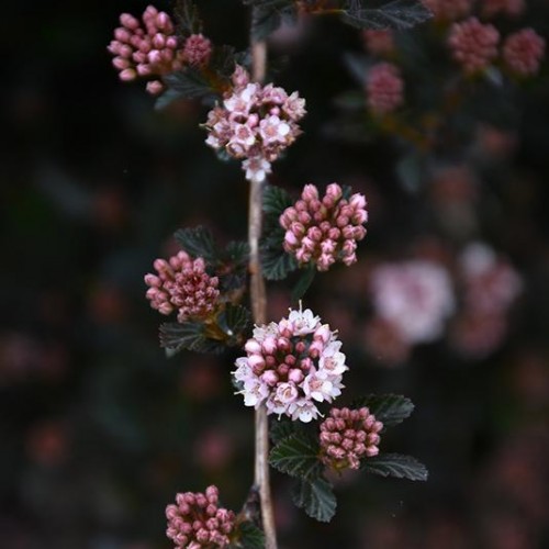 Ninebark 'Little Devil' Deciduous Shrubs Shrubs Plants & Flow...