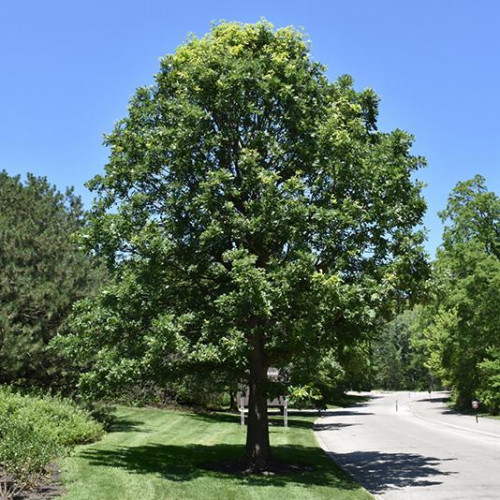 Oak Bur