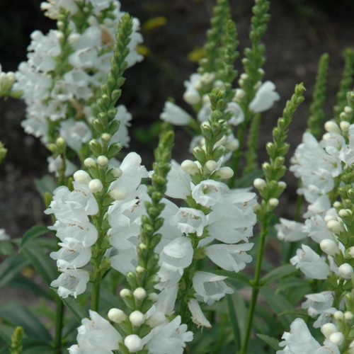 Obedient Plant 'Miss Manners' Obedient Plant 'Miss Manners'