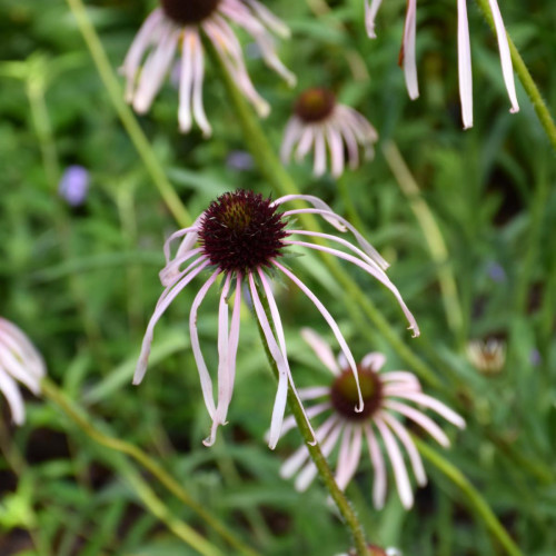 Pale Purple Coneflower