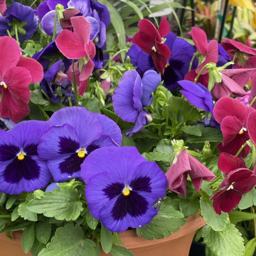 Pansy Bowl