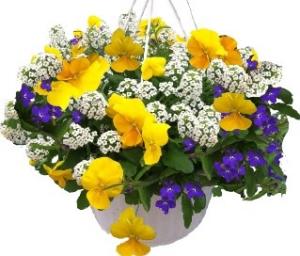 Pansy Combo Hanging Basket